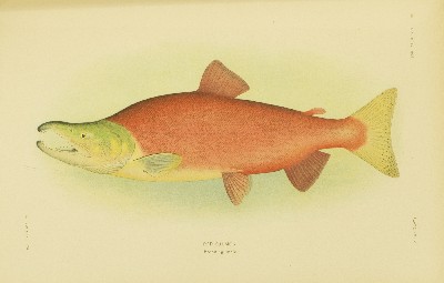 The Fishes of Alaska, Barton Warren Evermann and Edmund Lee Goldsborough, 1907, plate 34, Red Salmon