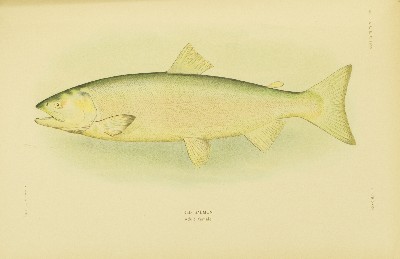 The Fishes of Alaska, Barton Warren Evermann and Edmund Lee Goldsborough, 1907, plate 35, Red Salmon