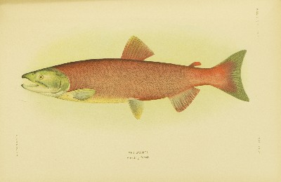 The Fishes of Alaska, Barton Warren Evermann and Edmund Lee Goldsborough, 1907, plate 36, Red Salmon