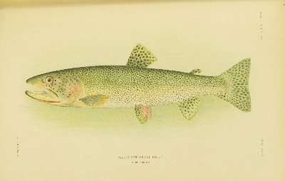 The Fishes of Alaska, Barton Warren Evermann and Edmund Lee Goldsborough, 1907, plate 37, Alaska Cutthroat Salmon