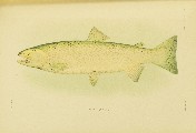 The Fishes of Alaska, Barton Warren Evermann and Edmund Lee Goldsborough, 1907, plate 38, Steelhead Trout