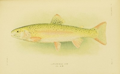 The Fishes of Alaska, Barton Warren Evermann and Edmund Lee Goldsborough, 1907, plate 39, Alaska Rainbow Trout