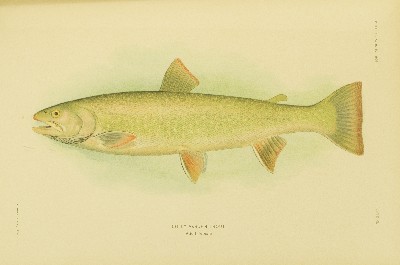 The Fishes of Alaska, Barton Warren Evermann and Edmund Lee Goldsborough, 1907, plate 40, Dolly Varden Trout