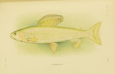 The Fishes of Alaska, Barton Warren Evermann and Edmund Lee Goldsborough, 1907, plate 41, Alaska Grayling