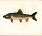 The Fishes of New England, Kendall, 1914, Plate 1