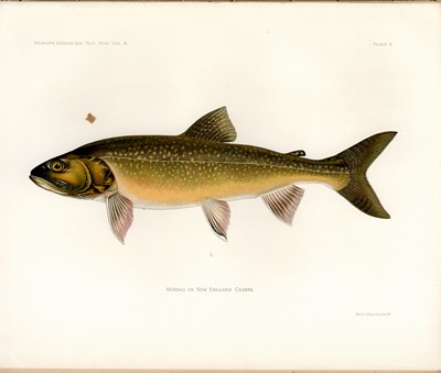 The Fishes of New England, Kendall, 1914, Plate 2