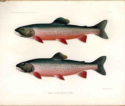 The Fishes of New England, Kendall, 1914, Plate 3
