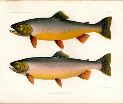 The Fishes of New England, Kendall, 1914 Plate 4