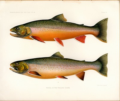 The Fishes of New England, Kendall, 1914, Plate 5