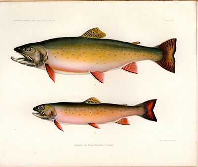The Fishes of New England, Kendall, 1914, Plate 6