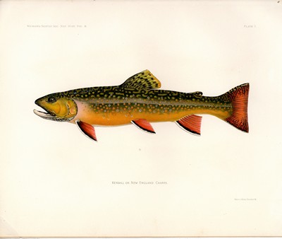 The Fishes of New England, Kendall, 1914, Plate 7