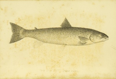 The Modern Practical Angler. A Complete Guide to Fly-fishing, Bottom-fishing & Trolling, H. Cholmondeley-Pennell (Henry), 1870, facing 130, Sea Trout