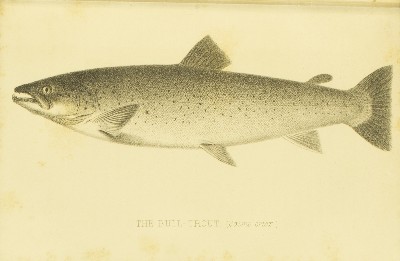 The Modern Practical Angler. A Complete Guide to Fly-fishing, Bottom-fishing & Trolling, H. Cholmondeley-Pennell (Henry), 1870, facing 133, Bull Trout