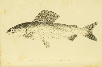 The Modern Practical Angler. A Complete Guide to Fly-fishing, Bottom-fishing & Trolling, H. Cholmondeley-Pennell (Henry), 1870, facing 136, Grayling