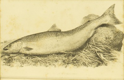 The Modern Practical Angler. A Complete Guide to Fly-fishing, Bottom-fishing & Trolling, H. Cholmondeley-Pennell (Henry), 1870, facing 145, Salmon