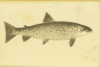 The Modern Practical Angler. A Complete Guide to Fly-fishing, Bottom-fishing & Trolling, H. Cholmondeley-Pennell (Henry), 1870, facing 79, Trout