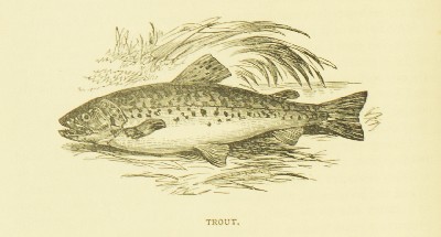 The Natural History and Antiquities of Selborne : with Observations on Various Parts of Nature and the Naturalist