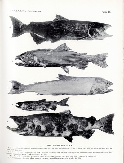 The Skeletal Musculature of the King Salmon, Greene, 1913, Page 138