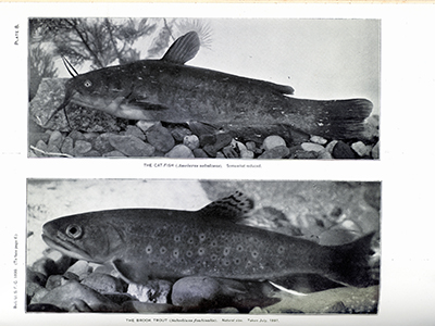 The Skeletal Musculature of the King Salmon, Greene, 1913, Plate 8