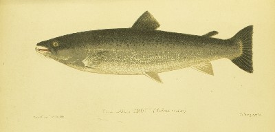 The Sporting Fish of Great Britain, H. Cholmondeley-Pennell (Henry), 1886, facing 62, Bull Trout