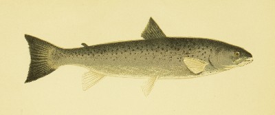 The Sporting Fish of Great Britain, H. Cholmondeley-Pennell (Henry