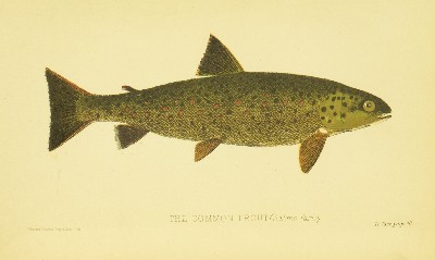 The Sporting Fish of Great Britain, H. Cholmondeley-Pennell (Henry), 1886, facing 47, Trout