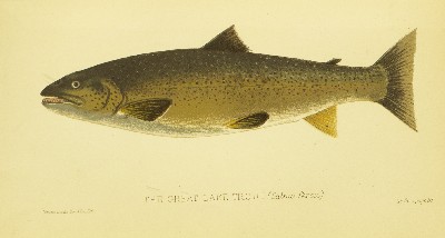 The Sporting Fish of Great Britain, H. Cholmondeley-Pennell (Henry), 1886, facing 62, Great Lake Trout