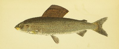 The Sporting Fish of Great Britain, H. Cholmondeley-Pennell (Henry), 1886, facing 62, Grayling, Thymallus Vulgaris
