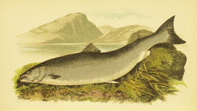 The Sporting Fish of Great Britain, H. Cholmondeley-Pennell (Henry), 1886, facing title page, Salmon