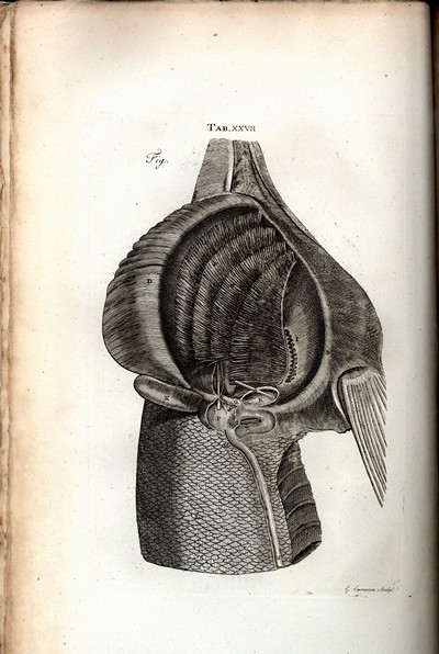 The Structure and Physiology of Fishes, Monro, 1785, Page 102