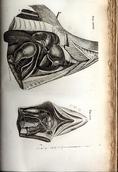 The Structure and Physiology of Fishes, Monro, 1785, Page 105