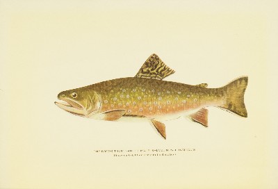 Trout Fly-Fishing in America, Charles Zibeon Southard, 1915, facing 1, Brook Trout