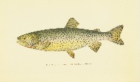 Trout Fly-Fishing in America, Charles Zibeon Southard, 1915, facing 113, Tahoe Trout