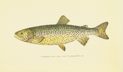 Trout Fly-Fishing in America, Charles Zibeon Southard, 1915, facing 113, Tahoe Trout