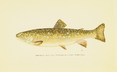 Trout Fly-Fishing in America, Charles Zibeon Southard, 1915, facing 13, Brook Trout