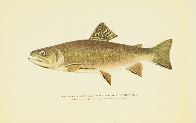 Trout Fly-Fishing in America, Charles Zibeon Southard, 1915, facing 139, Brook Trout