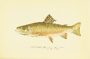 Trout Fly-Fishing in America, Charles Zibeon Southard, 1915, facing 145, Brook Trout