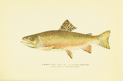 Trout Fly-Fishing in America, Charles Zibeon Southard, 1915, facing 145, Brook Trout