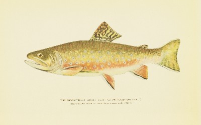 Trout Fly-Fishing in America, Charles Zibeon Southard, 1915, facing 153, Brook Trout