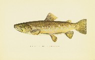 Trout Fly-Fishing in America, Charles Zibeon Southard, 1915, facing 161, Brown Trout, Salmo Fario