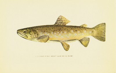 Trout Fly-Fishing in America, Charles Zibeon Southard, 1915, facing 161, Brown Trout, Salmo Fario
