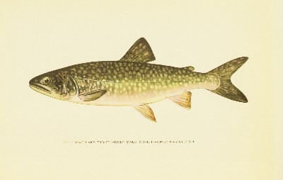 Trout Fly-Fishing in America, Charles Zibeon Southard, 1915, facing 177, Great Lake Trout, Christivomer Namaycush