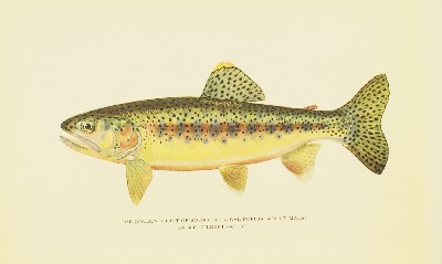 Trout Fly-Fishing in America, Charles Zibeon Southard, 1915, facing 193, Golden Trout, Salmo Gilberti Whitei