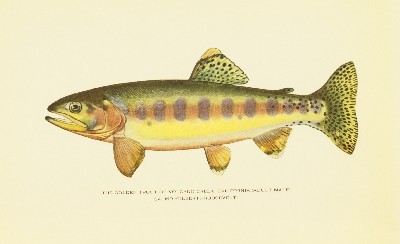Trout Fly-Fishing in America, Charles Zibeon Southard, 1915, facing 209, Golden Trout, Salmo Gilberti Roosevelti