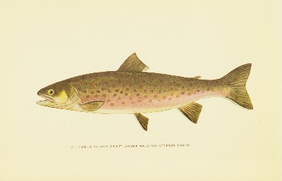 Trout Fly-Fishing in America, Charles Zibeon Southard, 1915, facing 49, Dolly Varden Trout