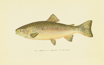 Trout Fly-Fishing in America, Charles Zibeon Southard, 1915, facing 81, Rainbow Trout