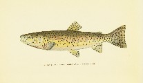 Trout Fly-Fishing in America, Charles Zibeon Southard, 1915, facing 97, Redthroat Trout