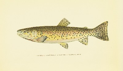 Trout Fly-Fishing in America, Charles Zibeon Southard, 1915, facing 97, Redthroat Trout