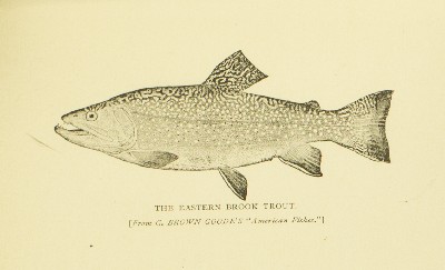 Where the Trout Hide, Kit Clarke, 1889, 17, Eastern Brook Trout