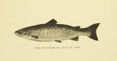 Where the Trout Hide, Kit Clarke, 1889, 17, Wininnish of Lake St. John